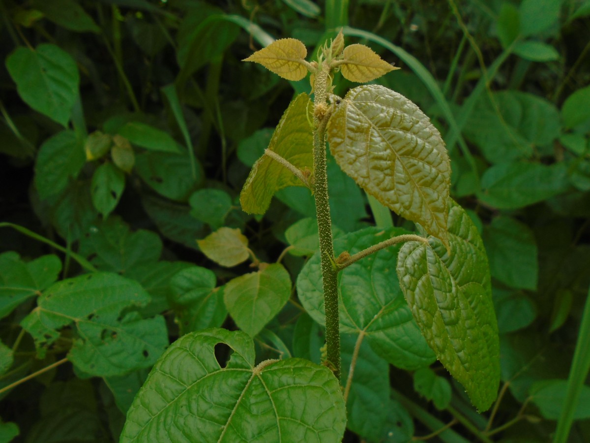 Croton caudatus Geiseler